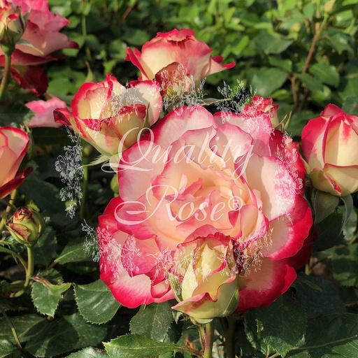 [ROSA336000] Rosier Jubilé du Prince de Monaco ®