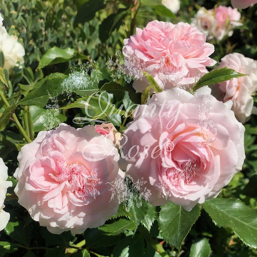 [ROSA370000] Rosier Larissa ®