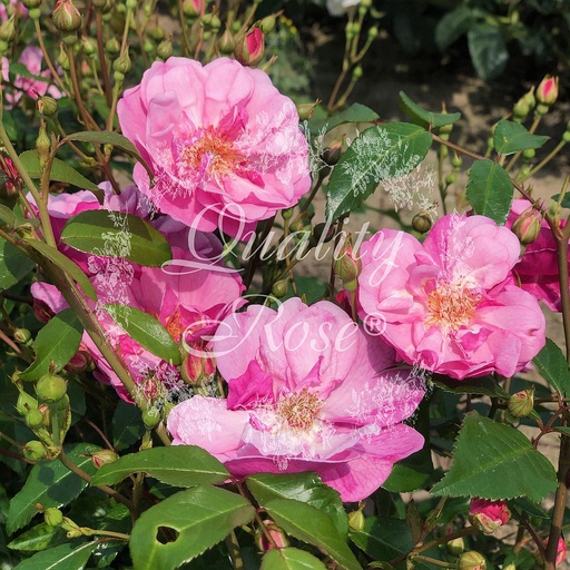 [ROSA372000] Rosier Lavender Meidiland