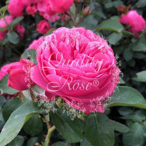 [ROSA377000] Rosier Leonard Da Vinci ®