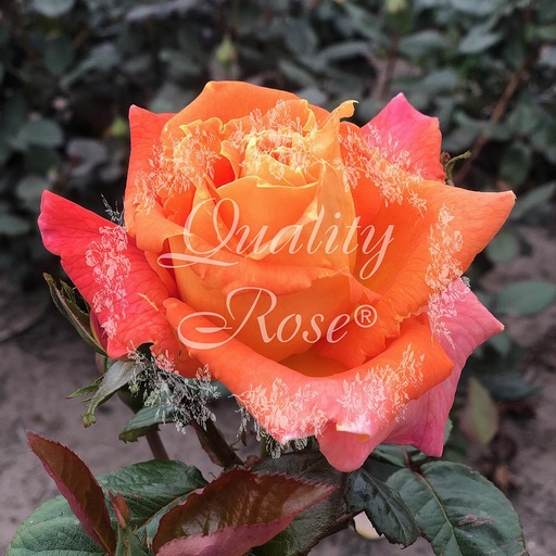 [ROSA386000] Rosier Louis de Funes ®