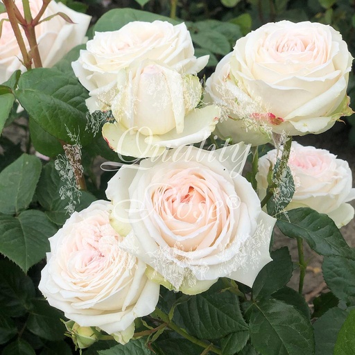 [ROSA397000] Rosier Madame Anisette®