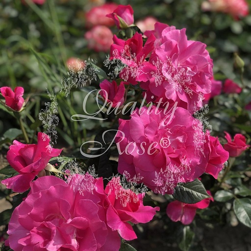 [ROSA413000] Rosier Manou Meilland ®