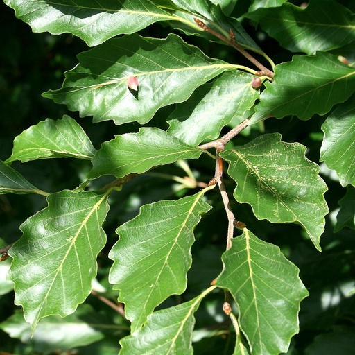 [HAFAGSYLV05000] Fagus sylvatica. 50-80 2+0 RN