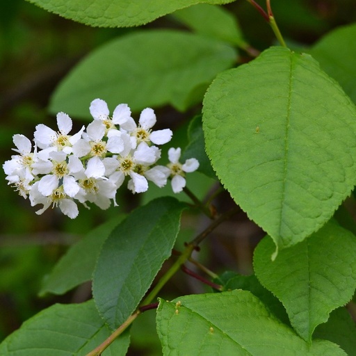 [HAPRUNAVIUM50/800] Prunus avium. 50/80 1+0 RN