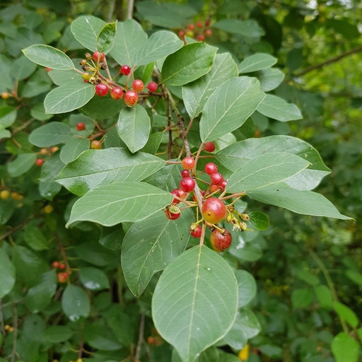 [HARHAMNFRANG609000] Rhamnus frangula. 60-90 1/1 RN