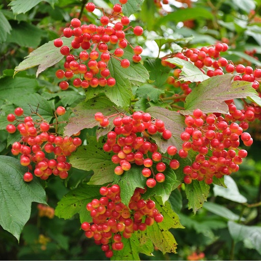 [HAVIBURNOPUL04000] Viburnum opulus. 40-60 1+1 RN