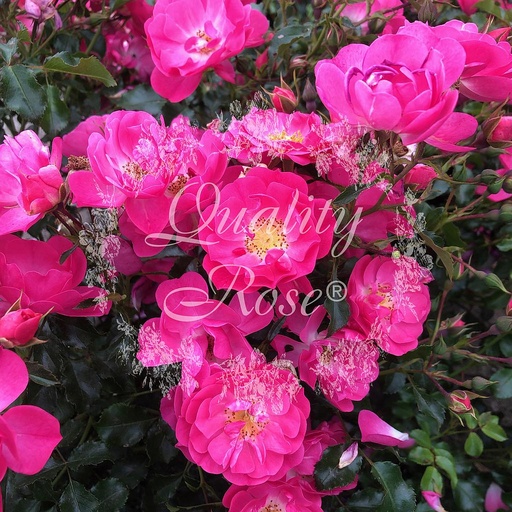 [ROSA464013] Rosier Neon ®  Sweet Vigorosa ®