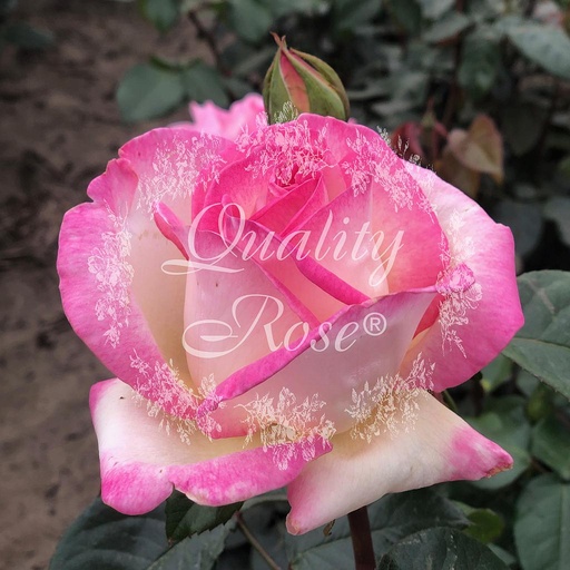 [ROSA538013] Rosier Princesse de Monaco ®