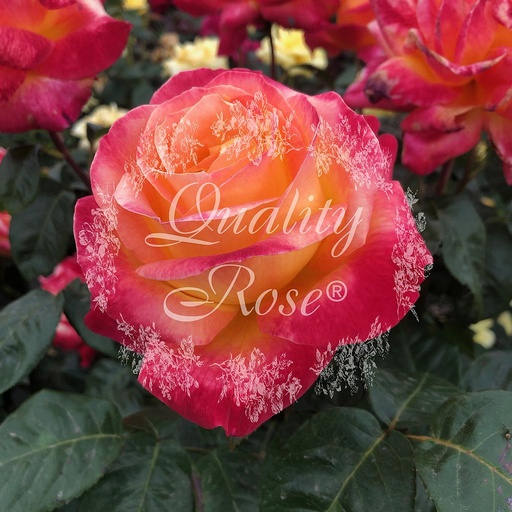 [ROSA540816] Rosier Oriental Peace ®