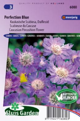 [R6080] Scabiosa caucasica Perfection Blue (Semences)