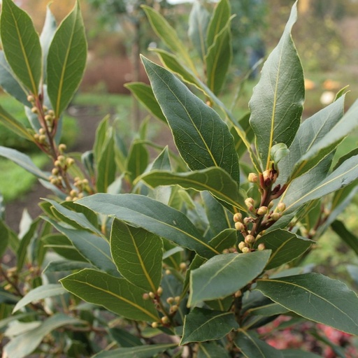 [P80628] Laurier sauce
Laurus nobilis

 Plant