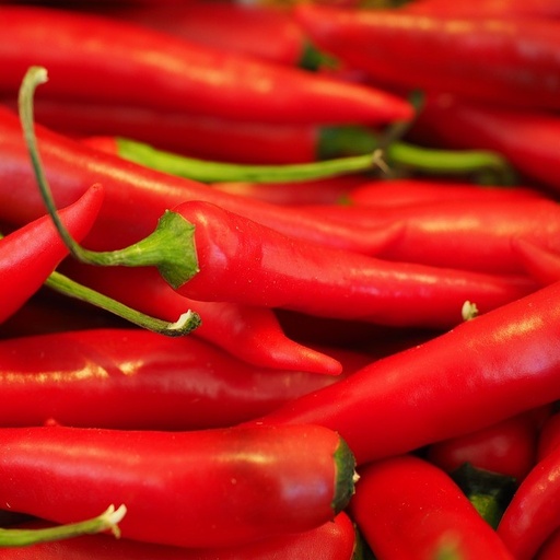 [P6500008] Piment .

 Plant en motte
