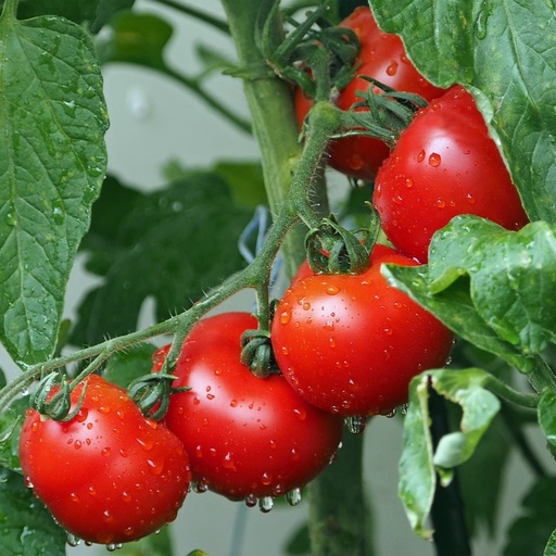 [P7832991] Tomate Phantasia F1

 Plant en pot de 9X9 cm