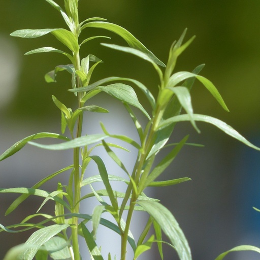 [P80549] Estragon français (vrai)

 Plant