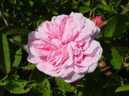 [ROSA140013] Rosier Centifolia Rose de Mai