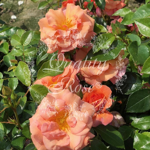 [ROSA045013] Rosier Apricola ®