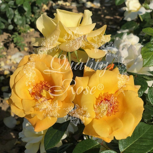 [ROSA052000] Rosier Arthur bell