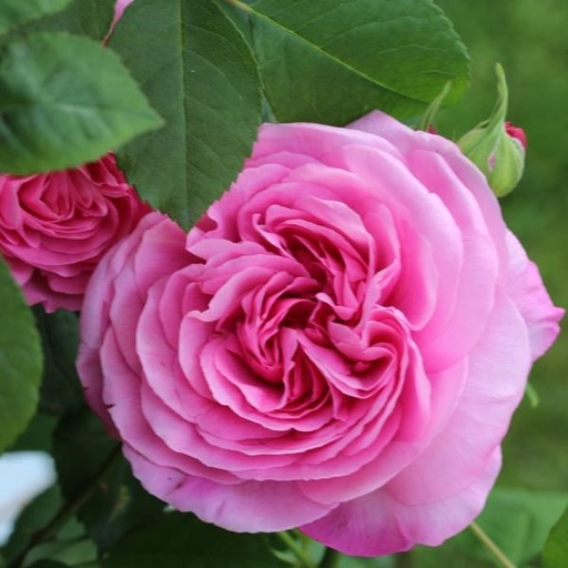 [ROSA077113] Rosier Bienvenue ® delrochipar