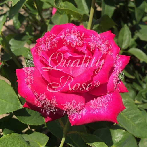 [ROSA119013] Rosier Caprice de Meilland ® Best friend ®