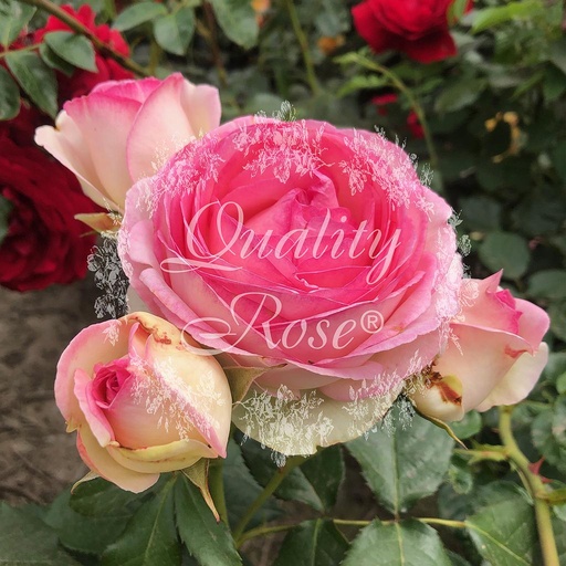 [ROSA212113] Rosier Eden Rose ® Pierre de Ronsard