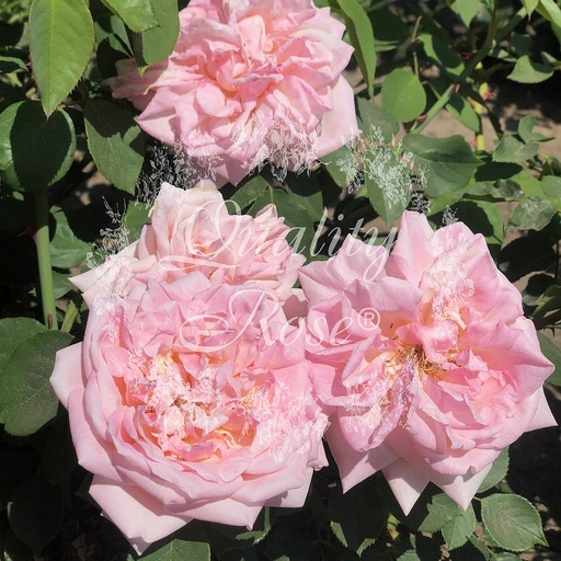 [ROSA266113] Rosier Gloire de Dijon