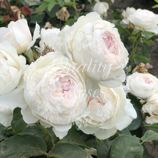 [ROSA301013] Rosier Herzogin Christiana ®