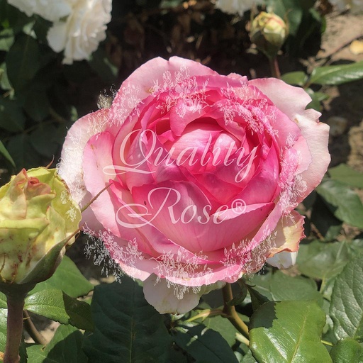 [ROSA308013] Rosier Honore de Balzac ®