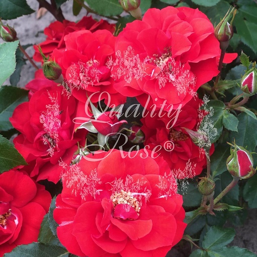 [ROSA364013] Rosier La Sevillana Plus®