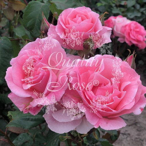 [ROSA542009] Rosier Queen Elisabeth