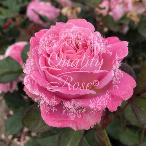 [ROSA576013] Rosier Rosengravin M. Henriette ®