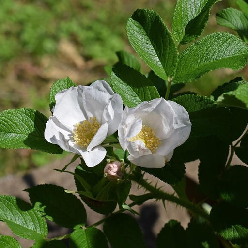 [ROSA590011] Rosier Rugosa alba