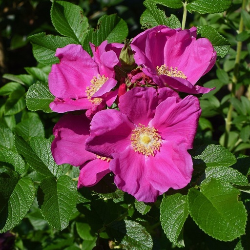 [ROSA591011] Rosier Rugosa Rubra