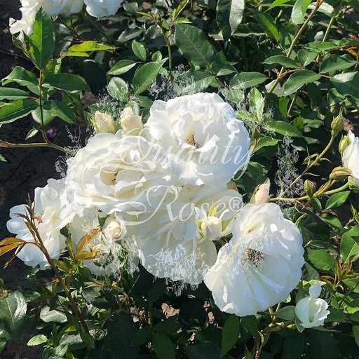 [ROSA612000] Rosier Schneewittchen ® Iceberg / Fee de neige