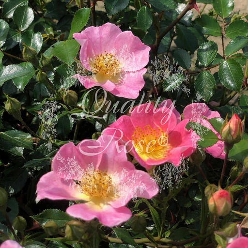 [ROSA685013] Rosier Topolina ®