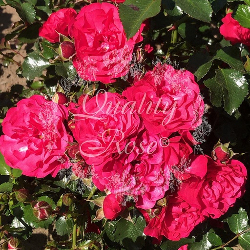 [ROSA687013] Rosier Toscana ® Gartnerfreude ®