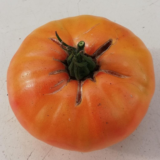 [S78225] Tomate Joyau d'Oaxaca (semence)