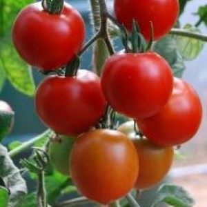 [S78227] Tomate Karos (semence)