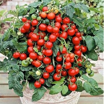 [S79003] Tomate cerise Bajaja (semence)