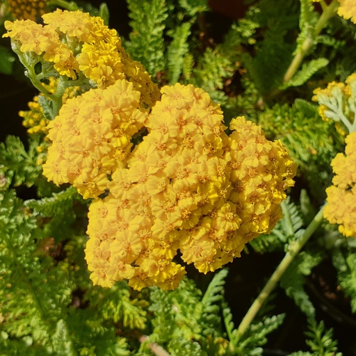 [V00187] Achillea 'Little Moonshine'