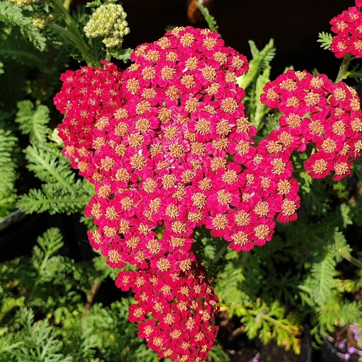 [V00255] Achillea millefolium 'Red Velvet'