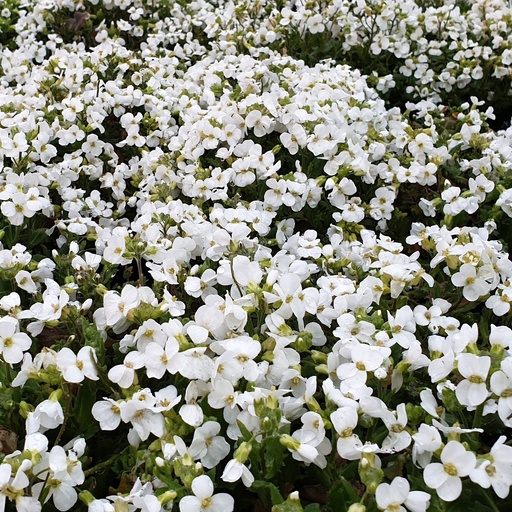 [V02107] Arabis caucasica 'Little Treasure' White