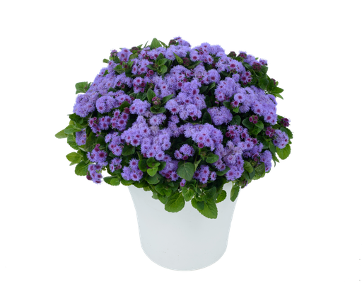 [ANA234] Ageratum Aguilera Violet