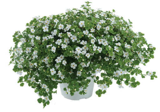 [ANB005] Bacopa Gulliver Dynamic White