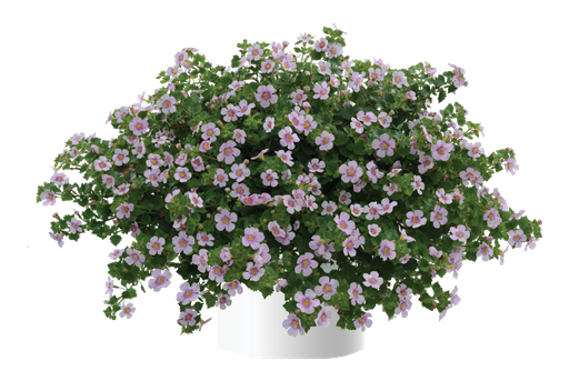 [ANB006] Bacopa Gulliver Pink Heart Improved