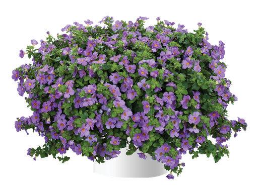 [ANB007] Bacopa Gulliver Violet