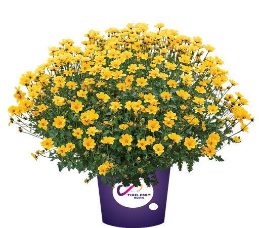 [ANGRB055] Bidens Golden Empire