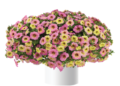 [ANC177] Calibrachoa Ombre Pink