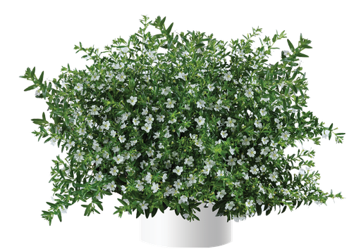 [ANC071] Cuphea hyssopifolia Cupid White