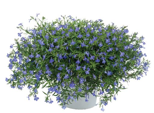 [ANL035] Lobelia Anabel Blue